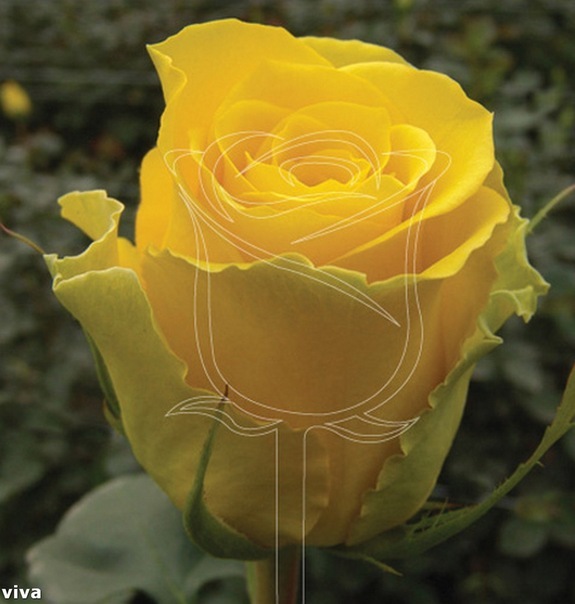 Роза Вива
